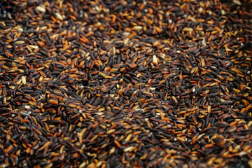 Seeds of organic black sticky rice, healthy nutrition glutinous food for diet cooking meal,harvest from Thai farm,high quality sticky rice varieties are famous and produce in Surin,Thailand,background