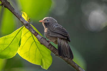 Yellow-billed Babbler (Argya affinis)