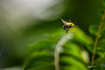 Bumblebee (Bombus)