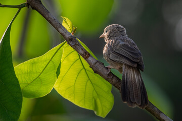 Yellow-billed Babbler (Argya affinis)