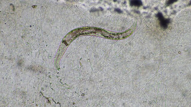 nematode microorganism in soil and compost sample on a farm in australia