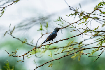 Purple Sunbird (Cinnyris Asiaticus)