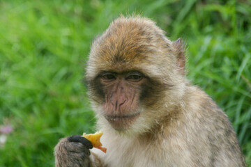 Obraz premium portrait of a macaque
