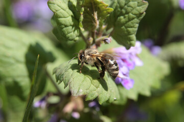 Anthophore plumeuse (anthophora plumipes)