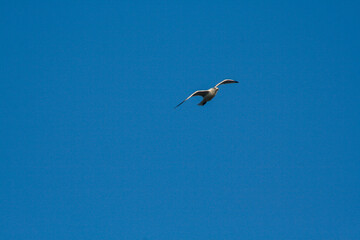 seagull in flight