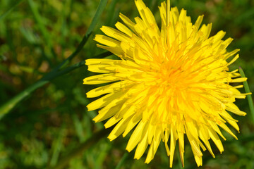 Yellow dandelion on the grass close up
