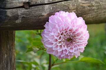 Pink dahlia by the wooden fence