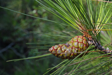 Young green pine cone in front of the branches