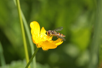 Syrphe &agrave; ceintures (episyrphus balteatus)