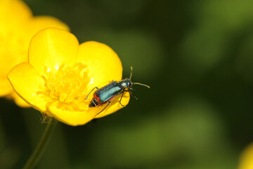 Malachie à deux points (malachius bipustulatus)