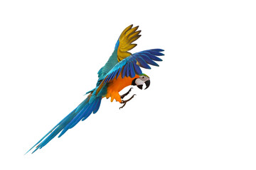 Colorful flying parrot isolated on transparent background png file