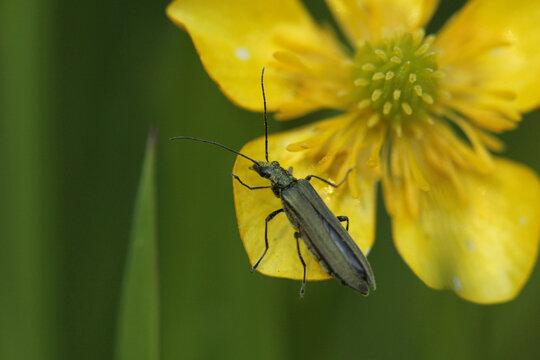 Oedemera lurida/virescens