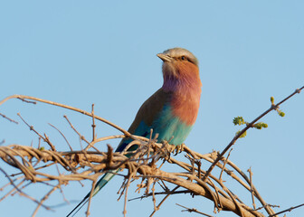 Close-up of a cute Lilac-breasted roller (Coracias caudatus) bird perched on a twigs with a clear blue sky in the background in Chobe National Park, Botswana
