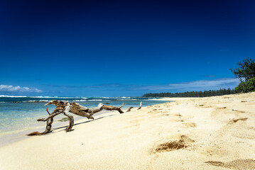 Fototapeta na wymiar Drifting wood on a hawaiian sand beach