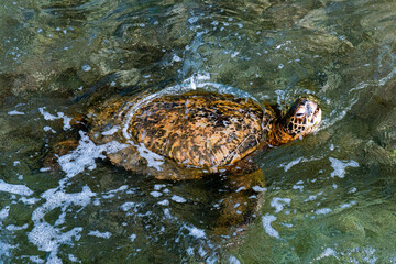 Green sea turtle breathing out of the water