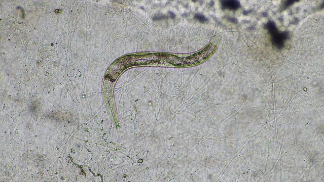 nematode microorganisms and soil biology, with nematodes and fungi under the microscope. in a soil and compost sample on a farm in australia
