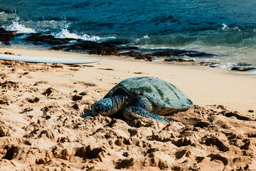 Obraz premium Green sea turtle laying on a hawaiian beach