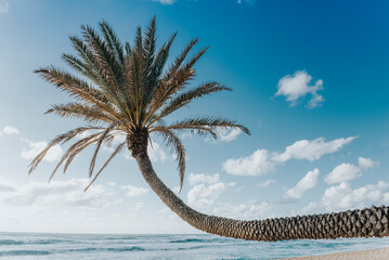 Leaning palm tree facing the pacific ocean © Yggdrasill