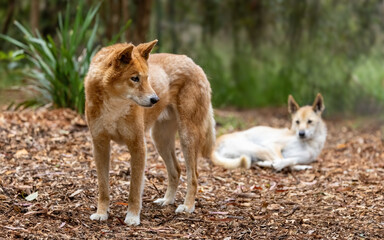 Two dingoes, canis lupus dingo, Victoria, Australia. This native species is also called a warrigal.