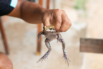 Jungle Frog recipe.The patarashca consists of a dish with ingredients from the region wrapped in bijao leaves that is cooked on the coals.
