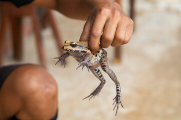 Jungle Frog recipe.The patarashca consists of a dish with ingredients from the region wrapped in bijao leaves that is cooked on the coals.