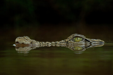 Closeup head of Saltwater Crocodile (Crocodylus porosus) and its reflection in the river.