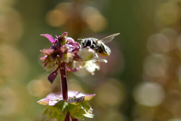 Abeille butinant un basilique en fleurs
