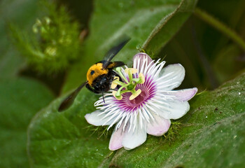 Guêpe butinant une passiflore