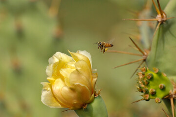 Abeille butinant une fleur de figuier de barbarie