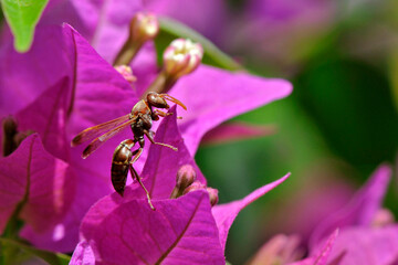 Guêpe posée sur un bougainvillier