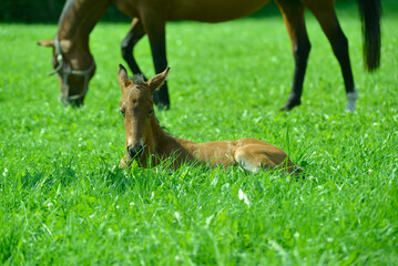 junges Fohlen sitzt bei der Mutter auf der Wiese