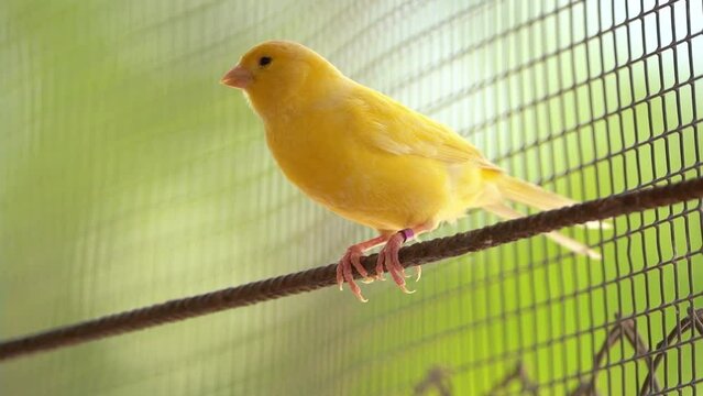 The Atlantic canary bird Serinus canaria , canaries, island canary, canary, or common canaries birds perched on an electric wire.