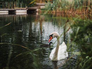 Beautiful white swan close up © by Natallia