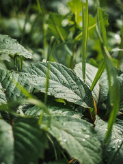 Field plants close up. Water drops on green leaves