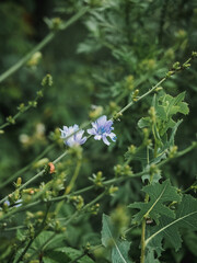 Field plants close up. Blue meadow flower in the grass