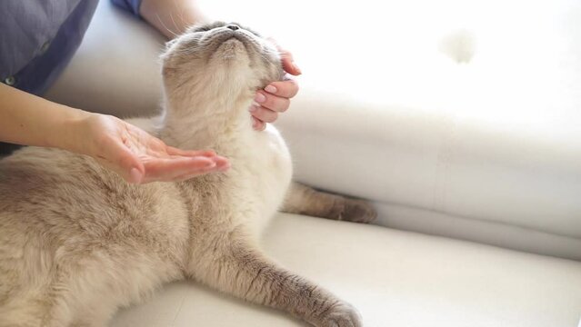 A woman is stroking a gray Scottish fold cat that is shedding. Pet hair, shedding, allergy to cat hair. Wool flies in the air.