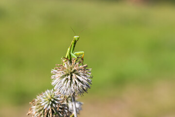 Mantis - Mantis religiosa green animal sitting on a blade of grass in a meadow.