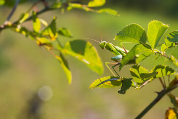 Mantis - Mantis religiosa green animal sitting on a blade of grass in a meadow.