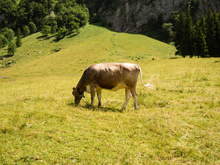 Fototapeta premium Swiss Mountains Säntis Appenzell wanderpath Rockformations Cows