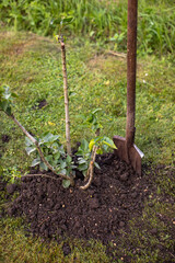 A man digs a hole in the ground with a shovel for planting. Landscaping of the territory. Caring for the environment. Planting plants. Gardening.