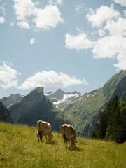 Fototapeta na wymiar Cows in Appenzell with Huge Mountain Peaks in the back on a sunny warm cloudy day in switzerland near Säntis