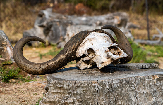 The huge horns of a Cape buffalo on a skull.  Photographed in South Africa.