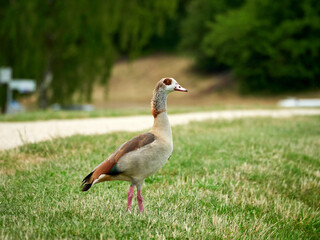 Duck stands on the grass and looks into the distance