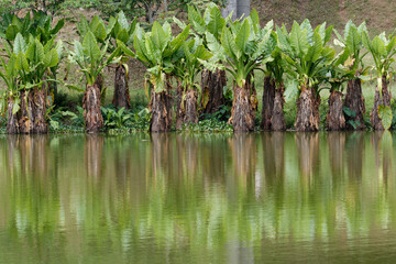 Zone humide à Madagascar