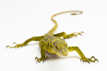 Yellow tree monitor or Reisinger's tree monitor Varanus reisingeri isolated on white background