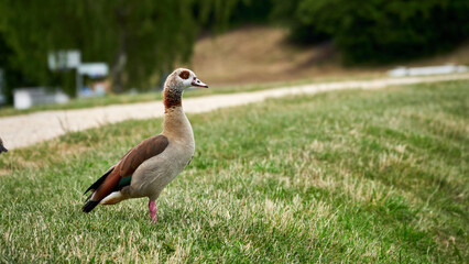 Duck stands on the grass and looks into the distance