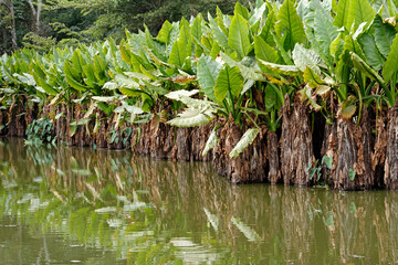 Zone humide à Madagascar