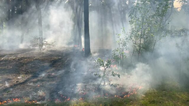 Fire firefighters forest atastrophe fireman truck smoke