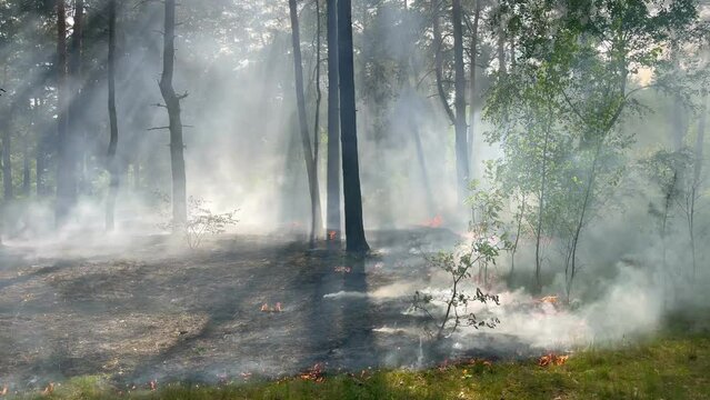 Fire firefighters forest atastrophe fireman truck smoke