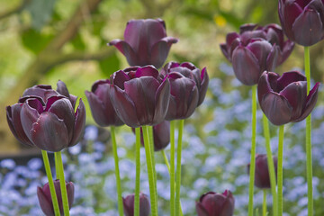 a black tulip close-up growing in a flowerbed